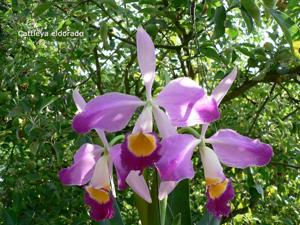 Cattleya wallisii