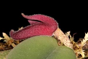 Dresslerella hispida