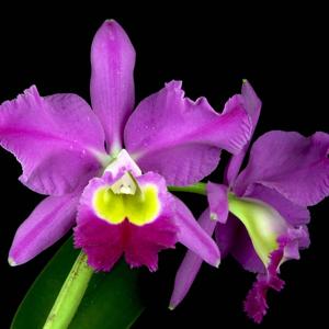 Cattleya wallisii