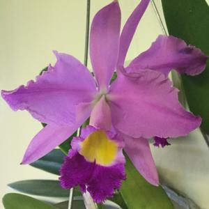 Cattleya wallisii