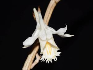 Dendrobium longicornu