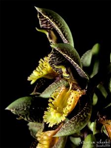 Catasetum schunkei