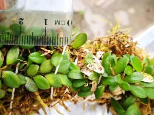 Anathallis imbricata