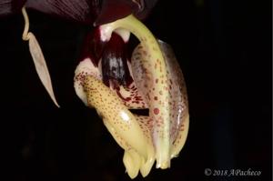 Stanhopea tigrina