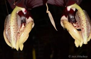 Stanhopea tigrina