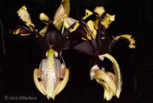 Stanhopea tigrina