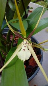 Brassia wageneri