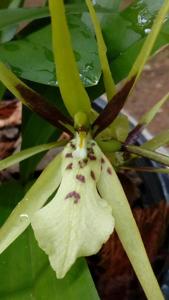 Brassia wageneri