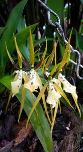 Brassia wageneri