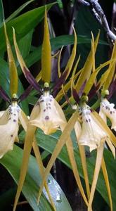 Brassia wageneri