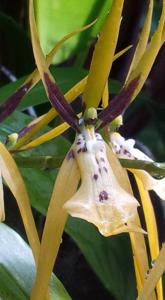 Brassia wageneri