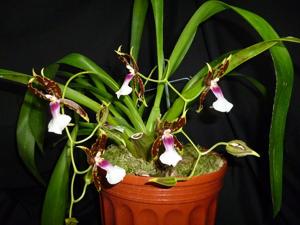 Oncidium schroederianum