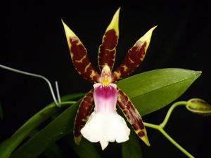 Oncidium schroederianum