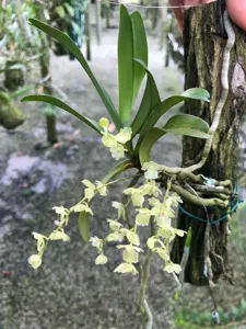 Rhipidoglossum pulchellum