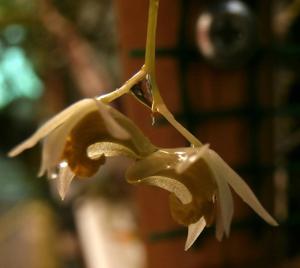Dendrobium dixonianum