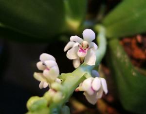 Tuberolabium kotoense