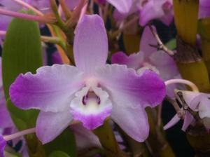 Dendrobium nobile