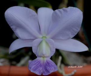 Cattleya walkeriana