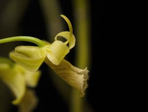 Dendrobium macrostachyum