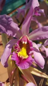 Laelia superbiens