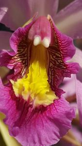 Laelia superbiens