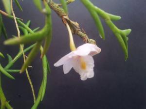 Dendrobium mindanaense