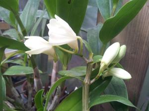 Dendrobium luteolum