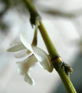 Dendrobium acinaciforme