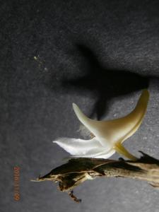 Dendrobium niveobarbatum