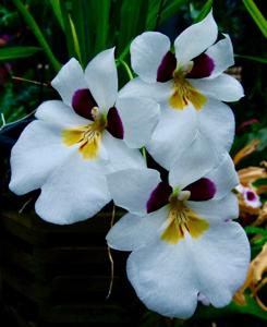 Miltoniopsis roezlii