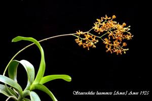 Trichoglottis luzonensis