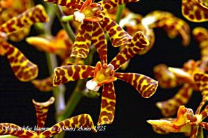 Trichoglottis luzonensis