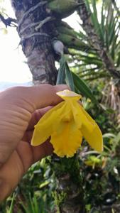 Prosthechea citrina