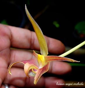 Bulbophyllum lobbii