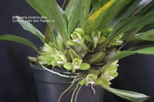 Bifrenaria inodora