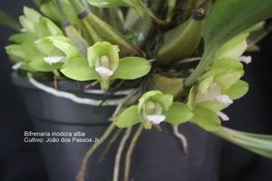 Bifrenaria inodora