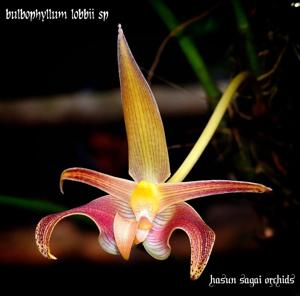 Bulbophyllum lobbii