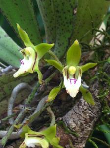 Sarcochilus spathulatus