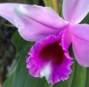 Sobralia decora