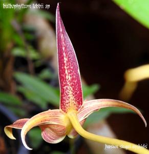 Bulbophyllum lobbii