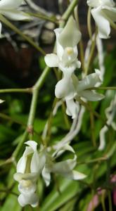 Aerangis verdickii