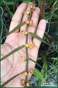 Trichoglottis amesiana