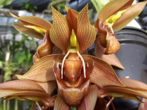 Catasetum dupliciscutula
