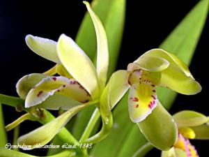 Cymbidium chloranthum