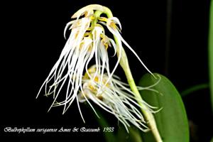 Bulbophyllum surigaense