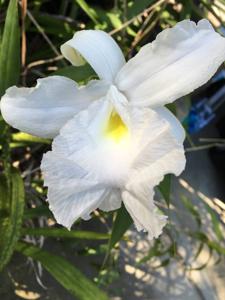 Sobralia rogersiana