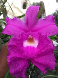 Sobralia rogersiana