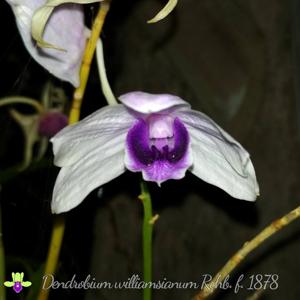 Dendrobium williamsianum