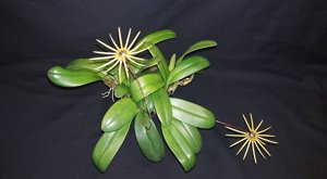 Bulbophyllum makoyanum