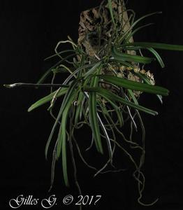 Rhipidoglossum cuneatum